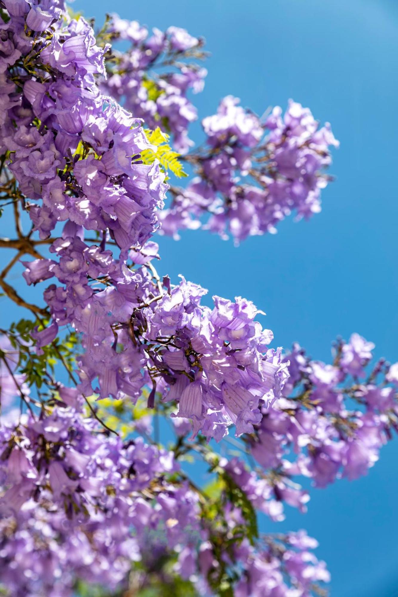 Quinta Do Algarvio Village Carvoeiro  Dış mekan fotoğraf